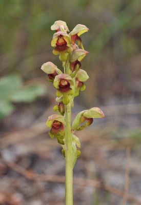 steveniella satyrioides. Closer.3.jpg
