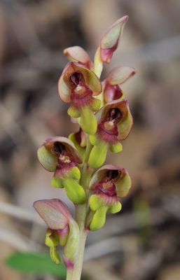 steveniella satyrioides. Closer.5.jpg