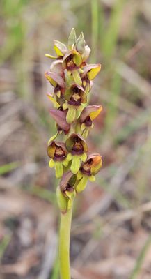 steveniella satyrioides. Closer.6.jpg