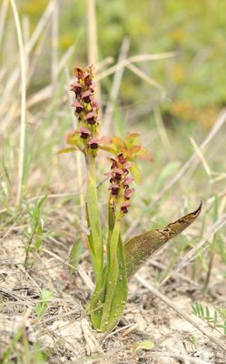 steveniella satyrioides.7.jpg