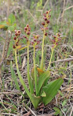steveniella satyrioides.8.jpg