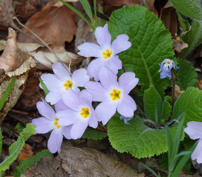 Primula vulgaris subsp. rubra. Closer.jpg