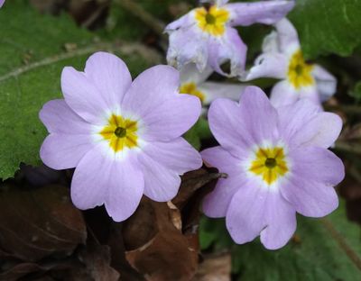 Primula vulgaris subsp. rubra. Close-up.jpg