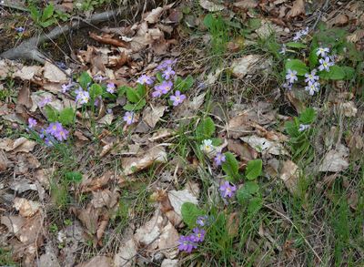 Primula vulgaris subsp. rubra.1.jpg