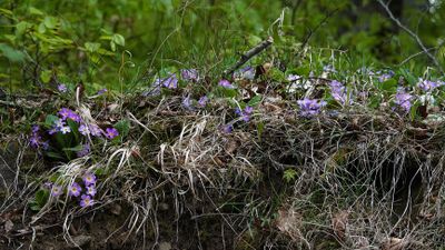 Primula vulgaris subsp. rubra.2.jpg