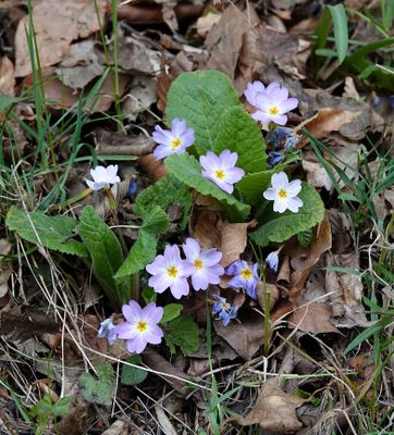 Primula vulgaris subsp. rubra.3.jpg