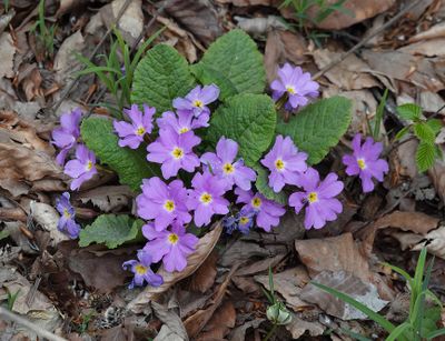Primula vulgaris subsp. rubra.4.jpg
