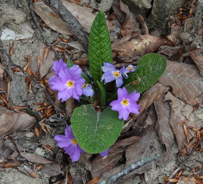 Primula vulgaris subsp. rubra.5.jpg