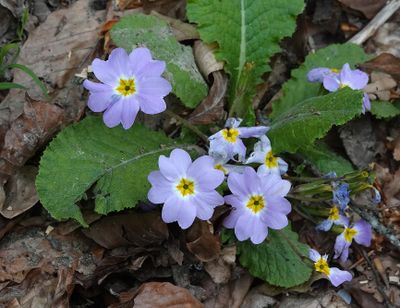 Primula vulgaris subsp. rubra.6.jpg