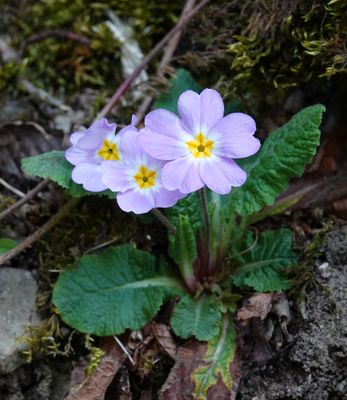 Primula vulgaris subsp. rubra.7.jpg
