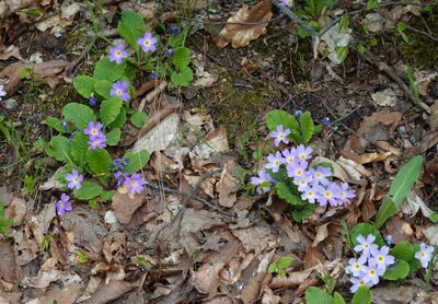 Primula vulgaris subsp. rubra.8.jpg