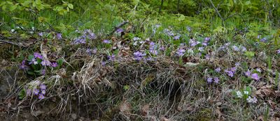 Primula vulgaris subsp. rubra.9.jpg