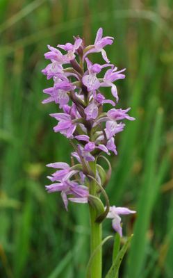Dactylorhiza kafiriana subsp. baumgartneriana. Closer.jpg