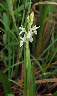 Dactylorhiza kafiriana subsp. baumgartneriana. Hypochrome. Closer.jpg