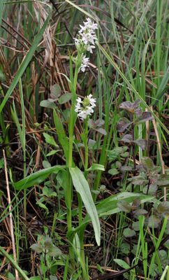 Dactylorhiza kafiriana subsp. baumgartneriana. Hypochrome.jpg