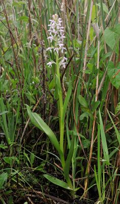 Dactylorhiza kafiriana subsp. baumgartneriana.jpg