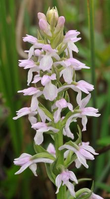 Dactylorhiza kafiriana subsp. baumgartneriana. Closer.3.jpg