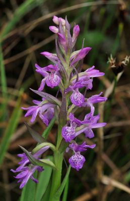 Dactylorhiza kafiriana subsp. baumgartneriana. Closer.4.jpg