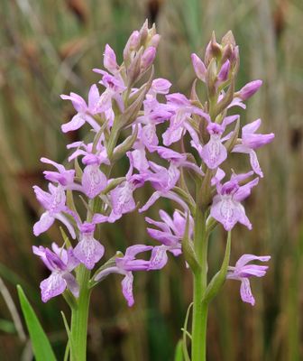 Dactylorhiza kafiriana subsp. baumgartneriana 