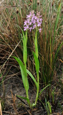 Dactylorhiza kafiriana subsp. baumgartneriana.2.jpg