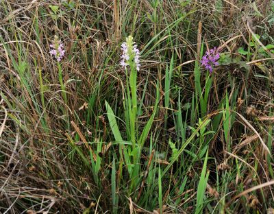Dactylorhiza kafiriana subsp. baumgartneriana.3.jpg