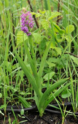 Dactylorhiza kafiriana subsp. baumgartneriana