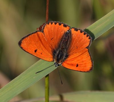 Lycaena dispar batava
