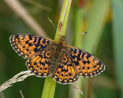 Boloria selene.1.jpg