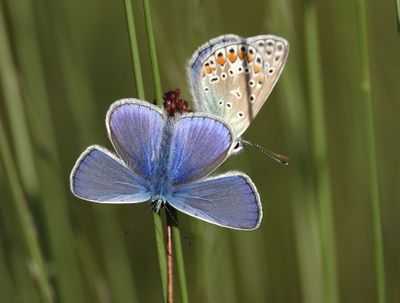 Polyommatus icarus.2.jpg
