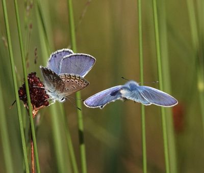 Polyommatus icarus.jpg