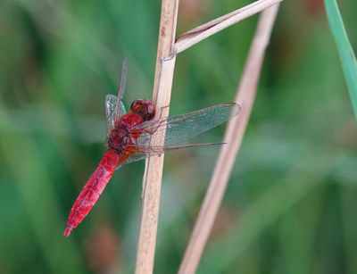 Crocothemis erythraea.jpg