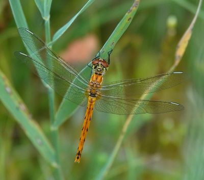 Sympetrum depressiusculum.2.jpg