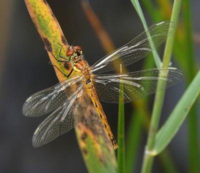 Sympetrum depressiusculum.jpg