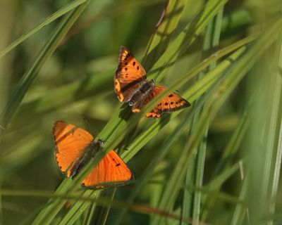 Lycaena dispar batava pair.2.jpg