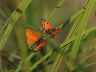 Lycaena dispar batava pair.jpg