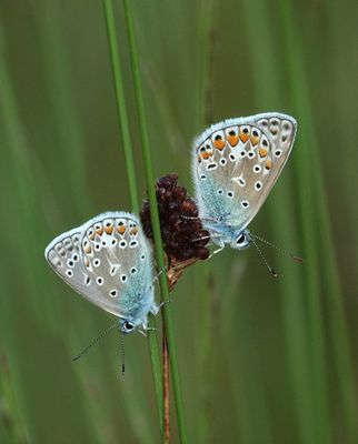 Polyommatus icarus.3.jpg