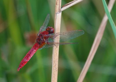 Crocothemis erythraea.2.jpg