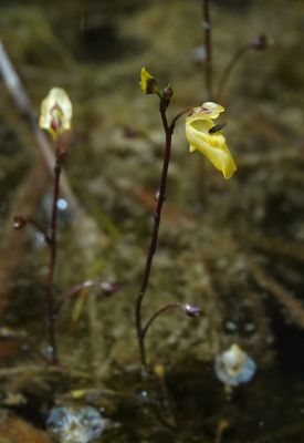 Utricularia minor. Closer.jpg