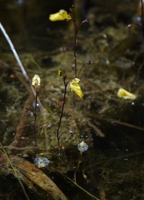 Utricularia minor.2.jpg
