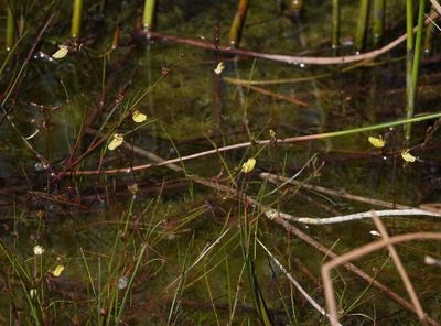 Utricularia minor