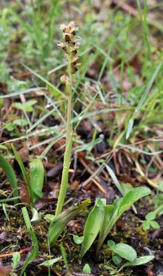 Steveniella satyrioides with drops.1.jpg