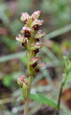 Steveniella satyrioides with drops.jpg