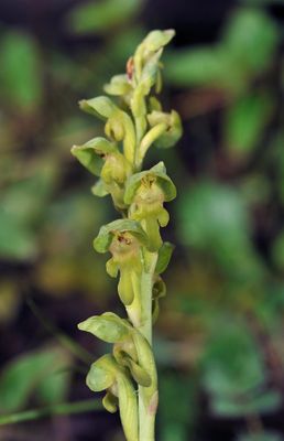 Steveniella satyrioides. Hypochromatic, Closer.jpg