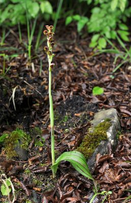Steveniella satyrioides.2.jpg