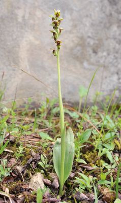 Steveniella satyrioides var. satirioides