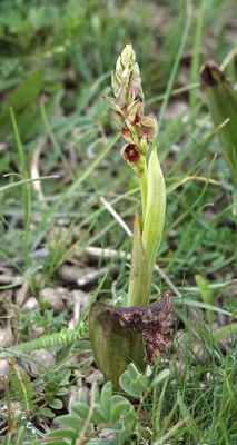 Steveniella satyrioides.2.jpg
