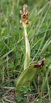 Steveniella satyrioides.3.jpg