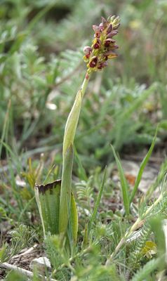 Steveniella satyrioides.4.jpg