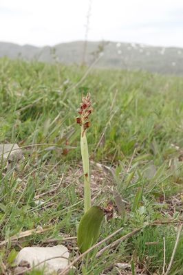 Steveniella satyrioides.5.jpg