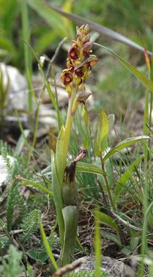 Steveniella satyrioides.6.jpg